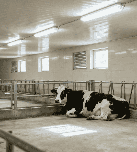 led lighting for cow barn (1)